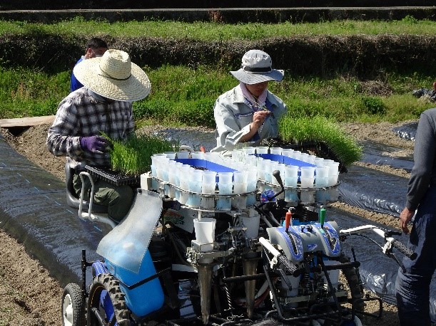 機械による青ねぎ移植作業