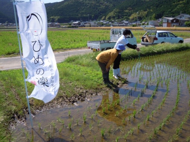 「ひめの凜」実証ほ指導