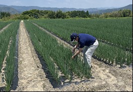 青ねぎ生育調査