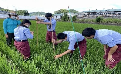 草丈・茎数調査