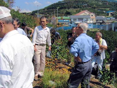 9月25日（土曜日）八幡浜市・伊方町柑橘被害現場視察（八幡浜市・伊方町）の画像