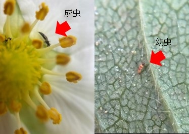 天敵アザミウマの成虫及び幼虫