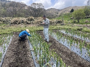 ニンニクほ場生育調査