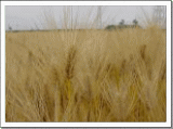 収穫期の麦畑