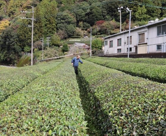 江戸時代から続く歴史あるお茶の栽培地の画像1