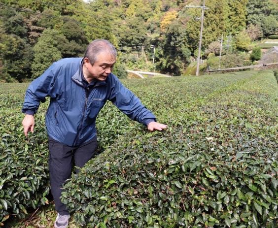 江戸時代から続く歴史あるお茶の栽培地の画像2