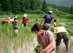 棚田での田植え体験のようす