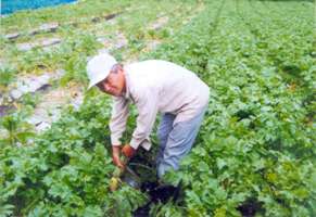 野菜収穫