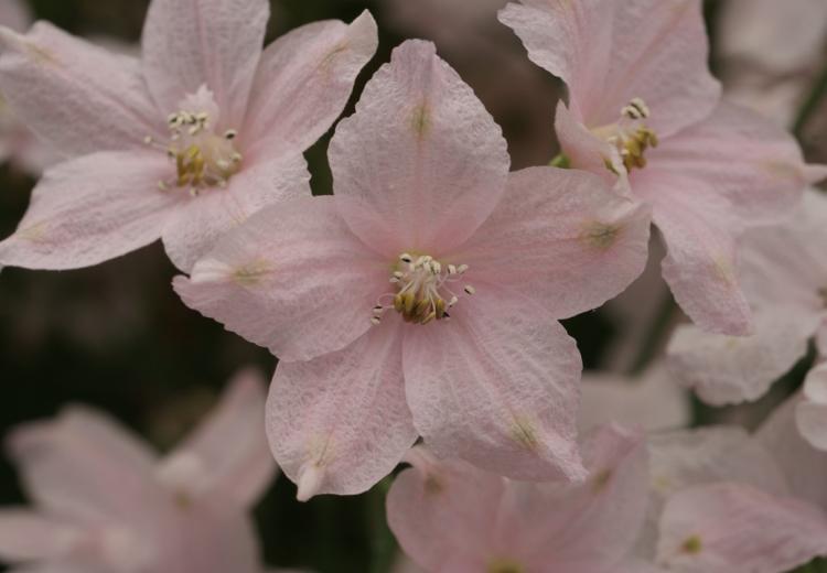 さくらひめの花