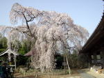 法蓮寺