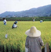 採種圃での圃場審査