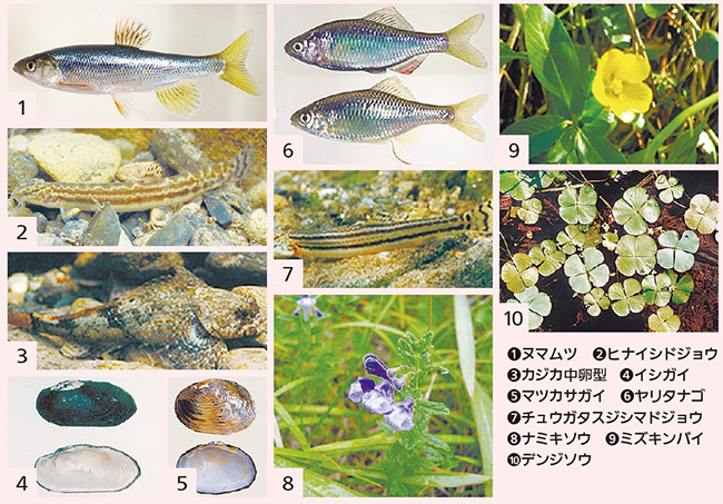 愛媛県特定希少野生動植物の画像