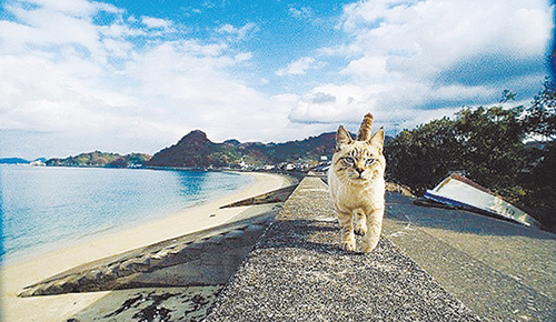 岩合光昭 いよねこ 猫と旅する写真展の画像