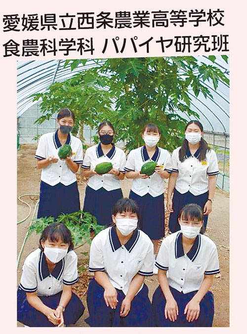 愛媛県立西条農業高等学校　食農科学科 パパイヤ研究班の画像