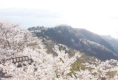 積善山の登山道を彩る桜並木