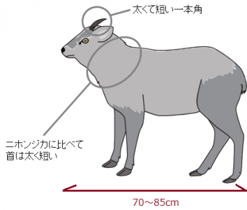 カモシカイメージ