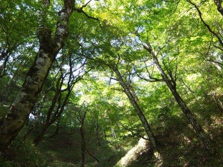 小屋山県自然環境保全地域の画像