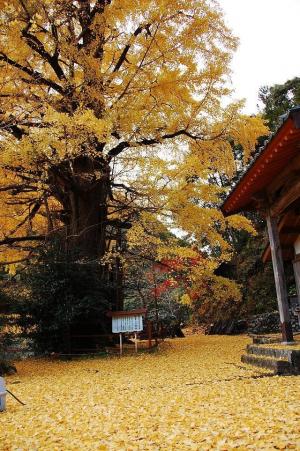 松野町＿逆杖のイチョウ