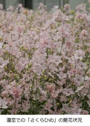温室内でのさくらひめの開花状況の画像