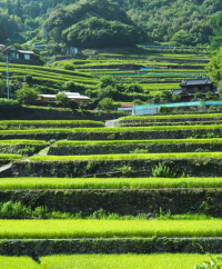 松野町＿奥内の棚田