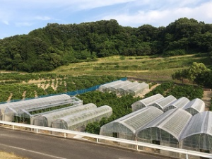 雨よけ栽培による高品質栽培試験の画像