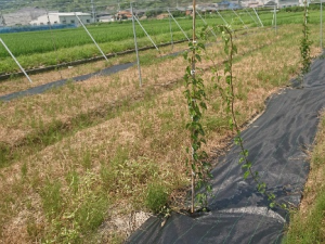 水田転換園で耐湿性台木の試験の画像