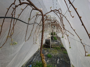 局所加温による早期開花試験の画像