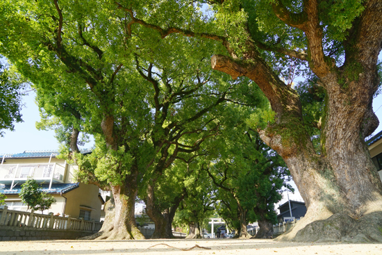 新居浜一宮神社のクスノキ群の画像1