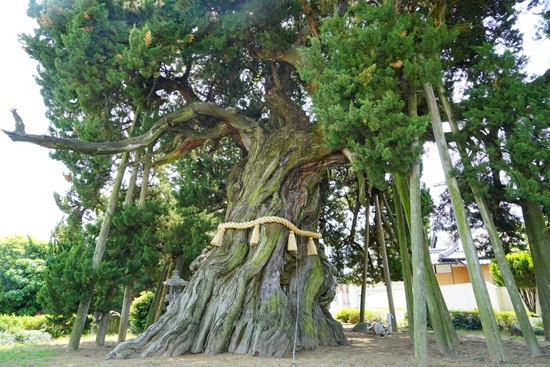 下柏の大柏(イブキ)の画像3