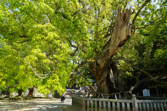 大山祇神社のクスノキ群の画像2