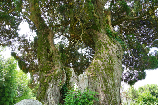 北吉井のビャクシンの画像2