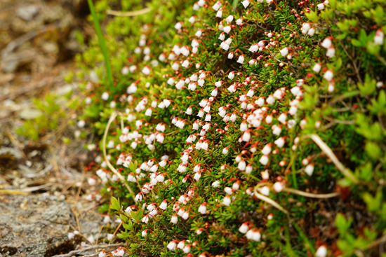 銅山峰のツガザクラ群落の画像2