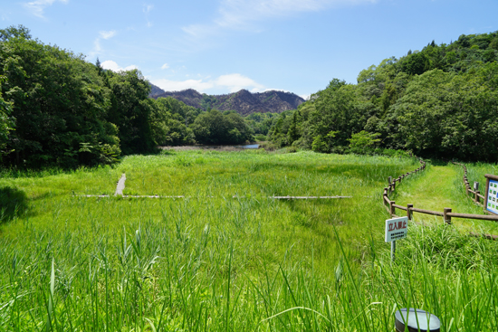 湿地植物の画像5