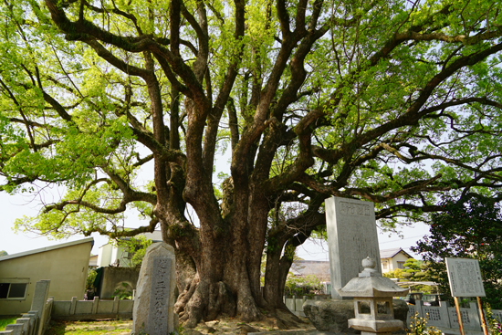 大クスノキの画像2