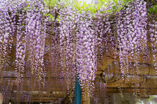 フジ（西条市上喜多川）の画像1