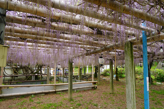 フジ（西条市上喜多川）の画像2