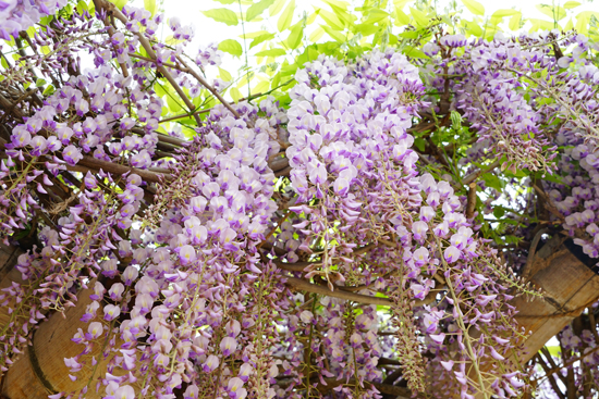 フジ（西条市上喜多川）の画像3