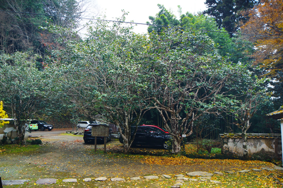 如法寺のツバキの画像1