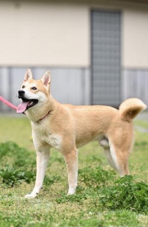 譲渡犬5月1日