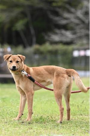 譲渡犬5月1日