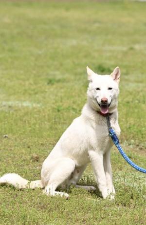 譲渡犬5月1日