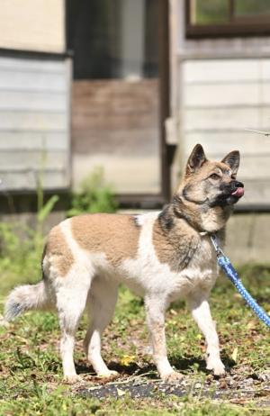 譲渡犬5月1日