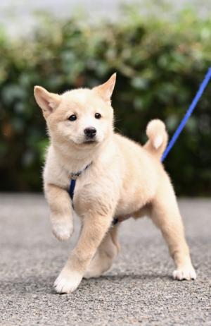 5月9日薄茶子犬②