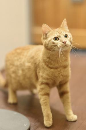 5月9日茶トラメス①