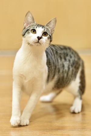 5月9日キジ白メス③