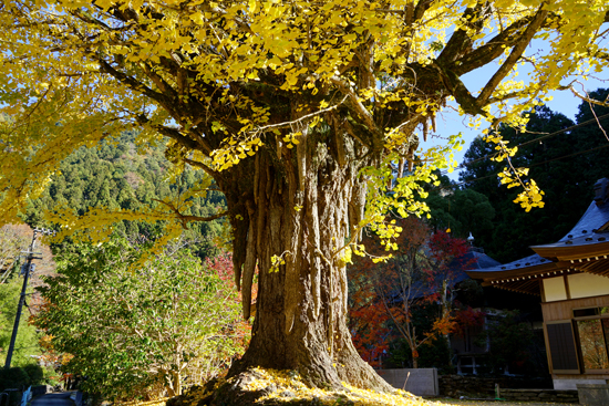 お葉つきイチョウの画像2