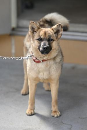譲渡犬5月１６日１