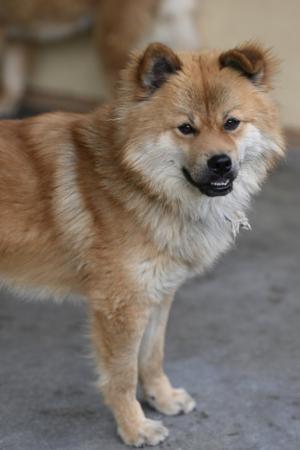 譲渡犬5月１６日３