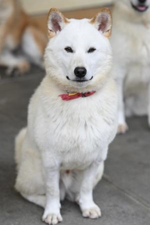 譲渡犬5月１６日4