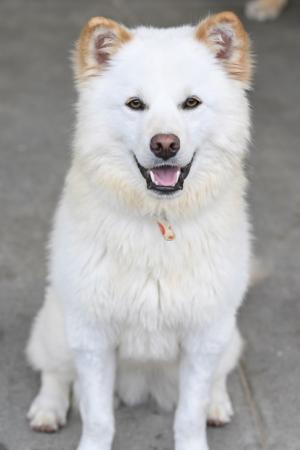 譲渡犬5月１６日5